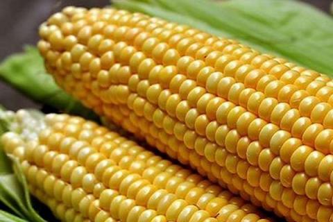 玉米追肥用尿素好还是复合肥好 玉米追肥用尿素好还是复合肥好?