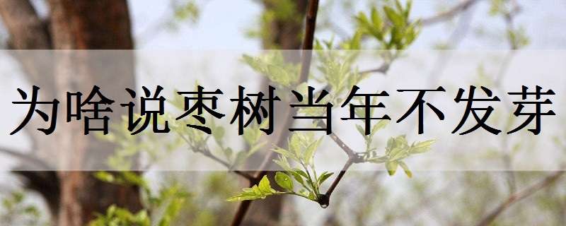 为啥说枣树当年不发芽 当年栽的枣树为什么不发芽