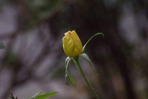 月季花花骨朵蔫了怎么办（月季花苞垂头挽救方法）