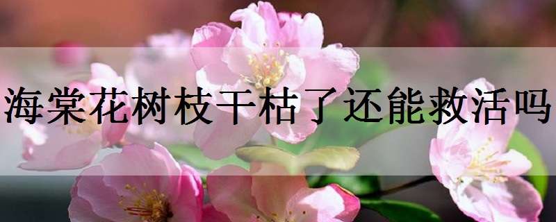 海棠花树枝干枯了还能救活吗（海棠花枝干枯怎么救活）