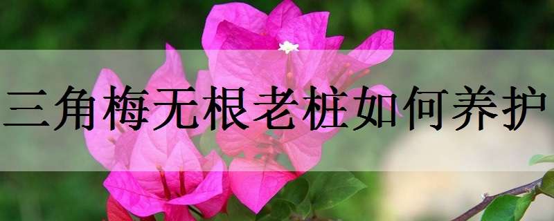三角梅无根老桩如何养护 三角梅无根老桩如何养护和管理