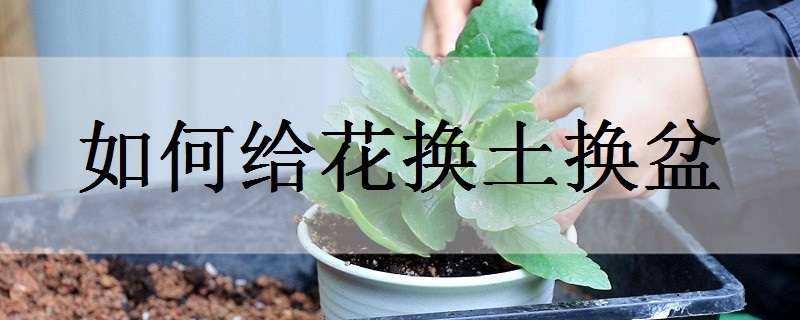 如何给花换土换盆 怎么给花换盆