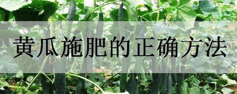 黄瓜施肥的正确方法