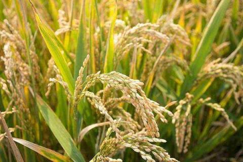 二甲四氯钠对水稻使用注意什么