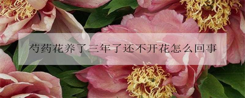 芍药花养了三年了还不开花怎么回事 