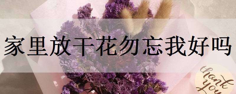 家里放干花勿忘我好吗（家里能放勿忘我干花吗）