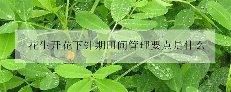 花生开花下针期田间管理要点是什么