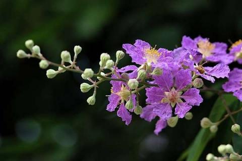 紫薇花长什么样 紫薇花长什么样子图片