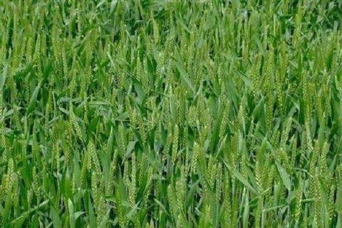 水稻孕穗期可以打除草剂吗（水稻孕穗期可以打除草剂吗有毒吗）