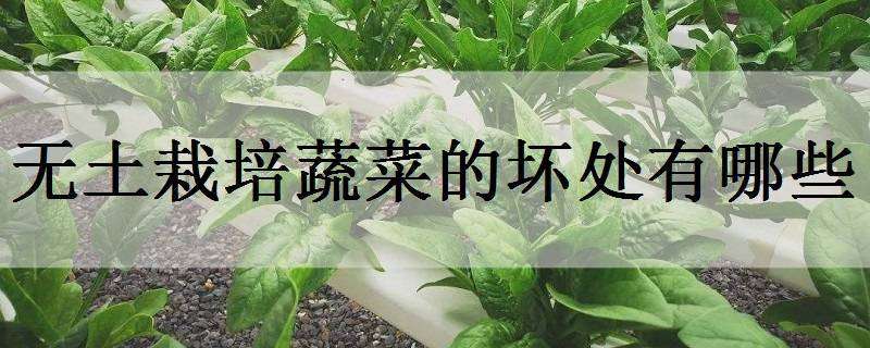 无土栽培蔬菜的坏处有哪些