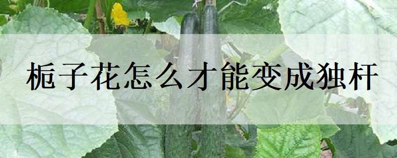 栀子花怎么才能变成独杆