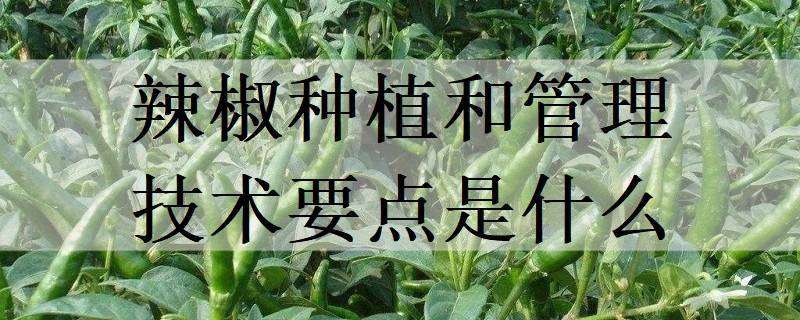 辣椒种植和管理技术要点是什么