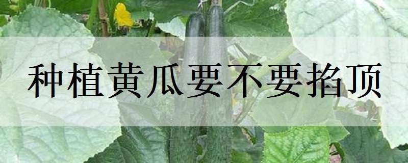 种植黄瓜要不要掐顶