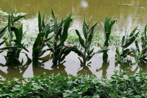 植物被水淹多长时间会死 死亡的原因是什么