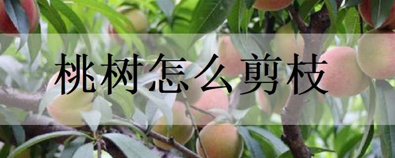 桃树怎么剪枝