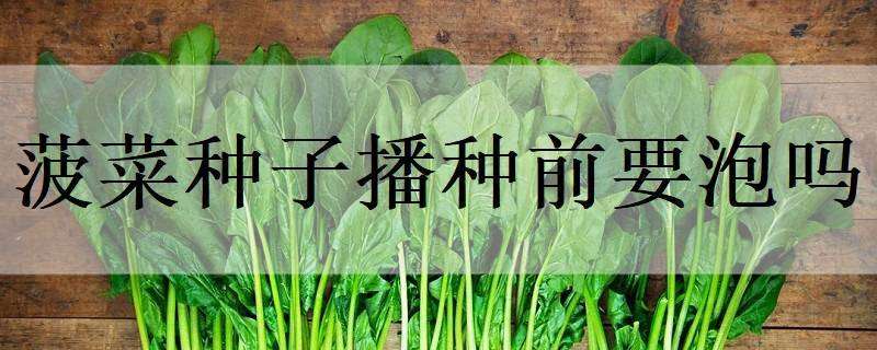 菠菜种子播种前要泡吗