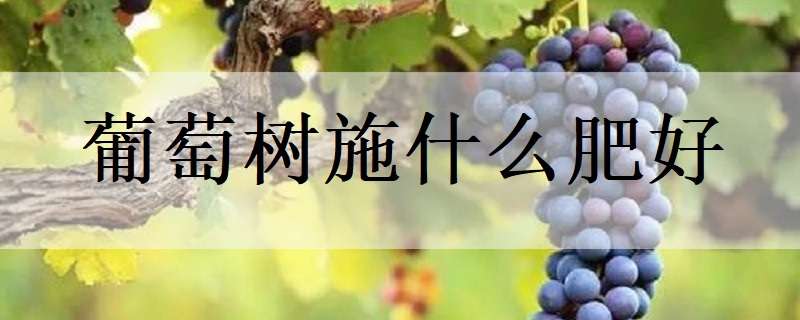 葡萄树施什么肥好