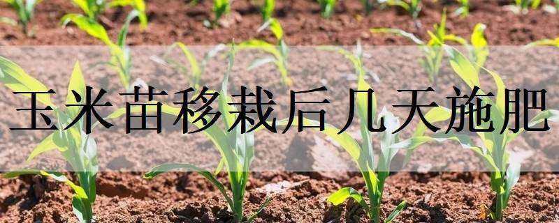 玉米苗移栽后几天施肥