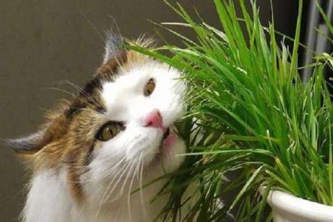 猫草是什么植物的种子 猫草的作用有哪些