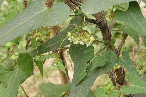 什么植物可以染发 植物染发的特点