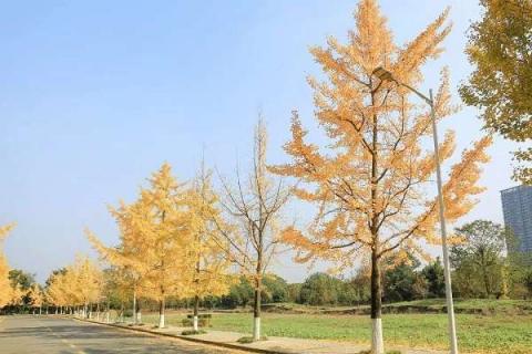 庭院适合种什么植物 庭院植物种类大全