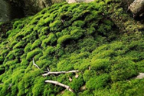 水苔适合种植什么植物 水苔有哪些作用