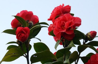 茶花春天好养活吗 茶花养殖技巧