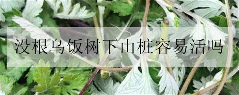 没根乌饭树下山桩容易活吗（乌饭下山桩的养殖方法）