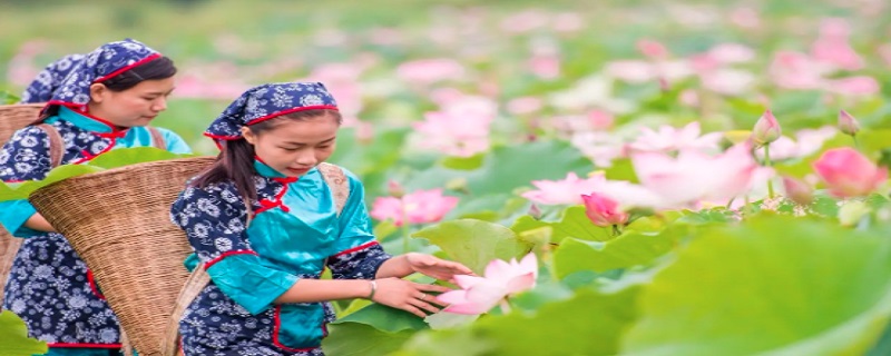 采莲曲的芙蓉是指（采莲曲的芙蓉是指什么花）