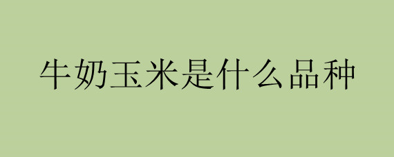 牛奶玉米是什么品种