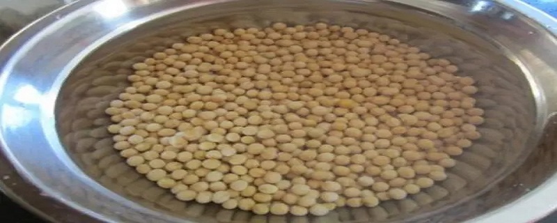 怎样捂豆子使它变绿毛 怎样捂豆子使它变绿毛呢