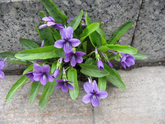 紫花地丁图片及其介绍 紫花地丁种类图片