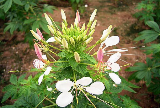 白花菜（白花菜图片）