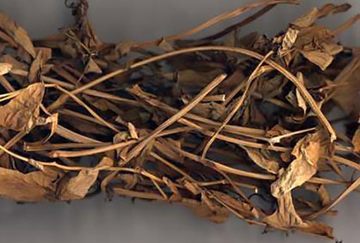 天仙藤 天仙藤散