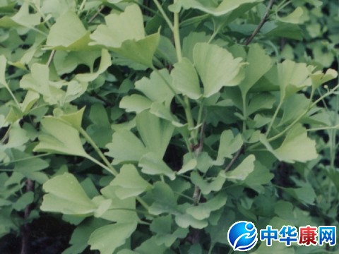 中药银杏叶的食用方法（中药银杏叶的食用方法与用量）