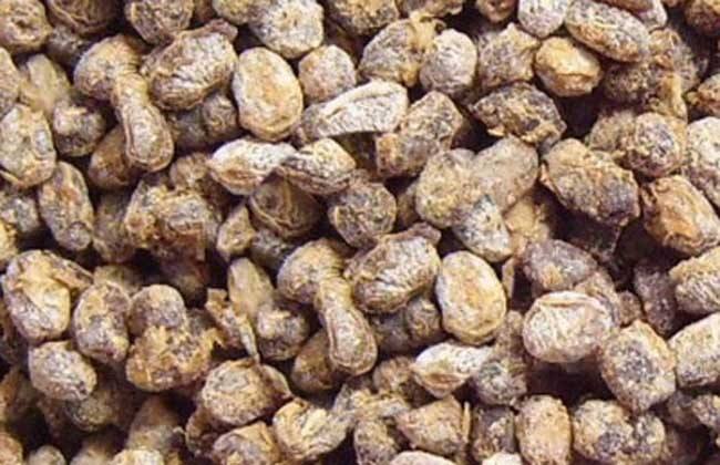 葱白淡豆豉的功效与作用是什么呢（葱白加淡豆豉煮水治什么）