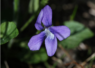 紫花地丁生长在哪里呢（紫花地丁生长在什么地方）