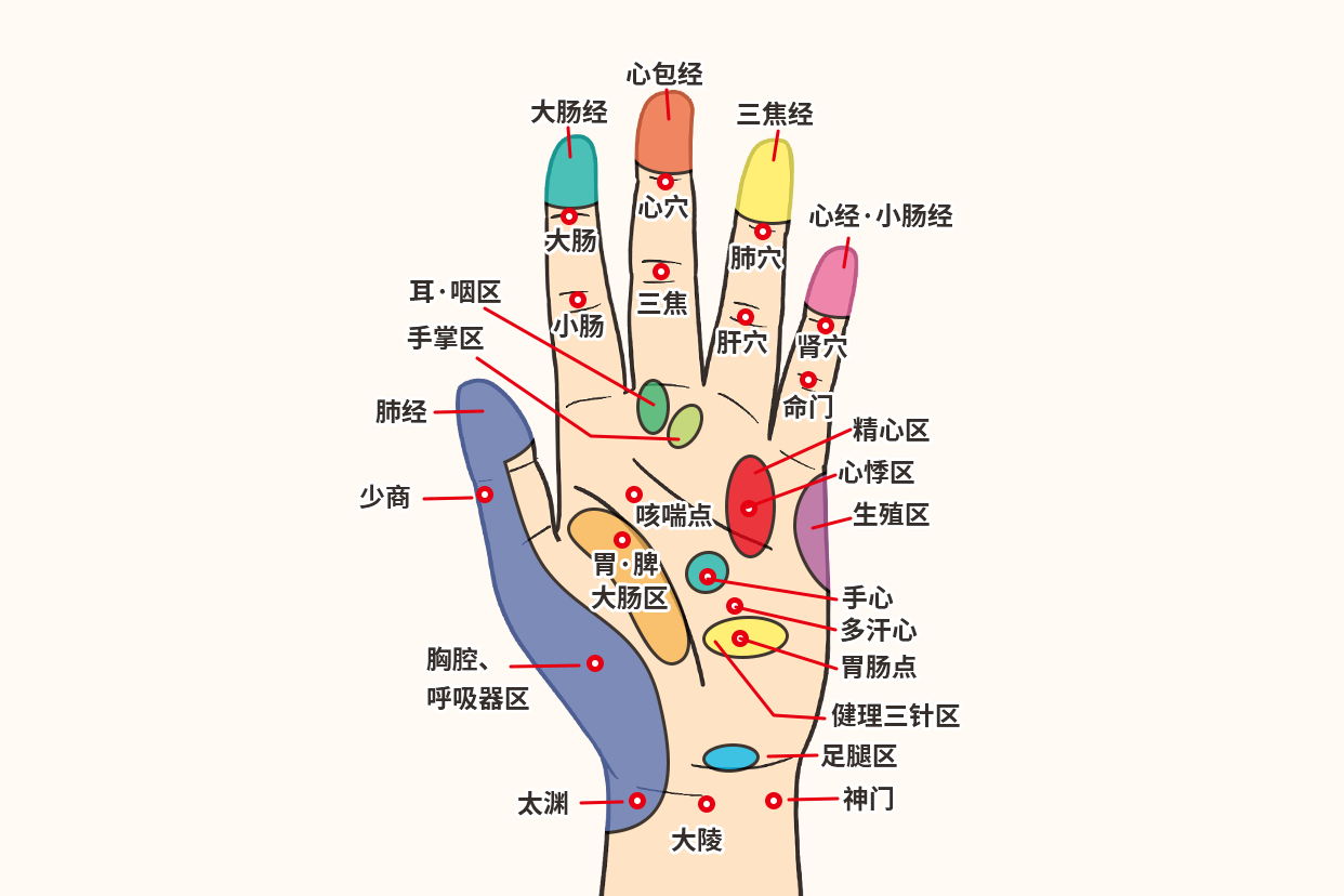 手的经络和反射区图 手臂经络反射区图片大全