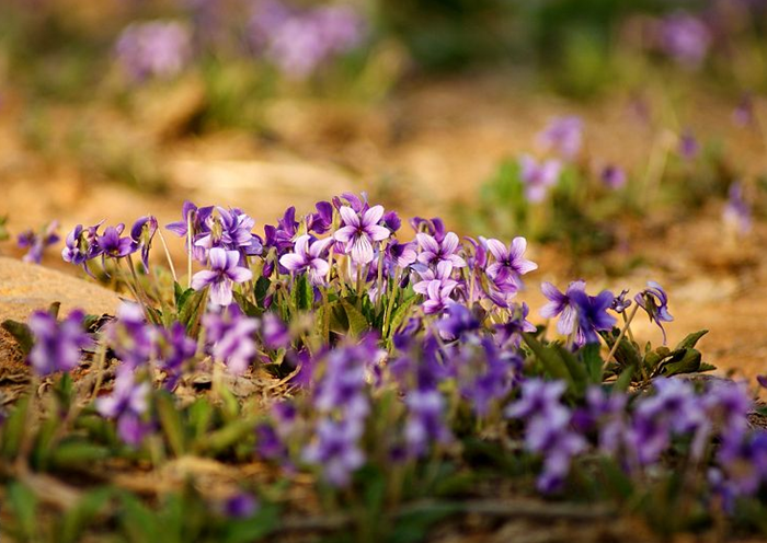 紫花地丁图片 紫花地丁药膏