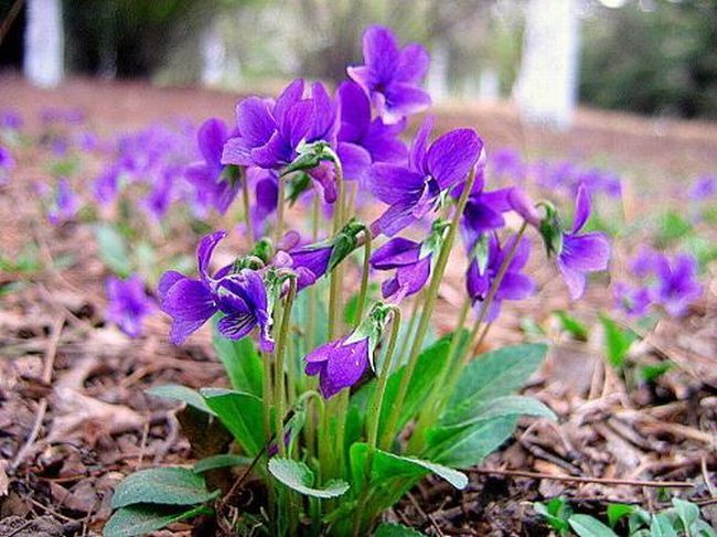 金银花紫花地丁有什么功效 金银花与紫花地丁的功效区别?