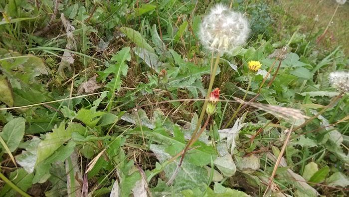 蒲公英根图片 蒲公英根图片大全大图高清