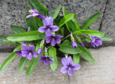 紫花地丁的功效与作用是什么 紫花地丁的功效和作用是什么