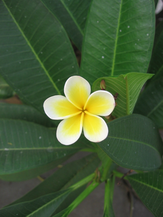 鸡蛋花图片（鸡蛋花图片大全大图）