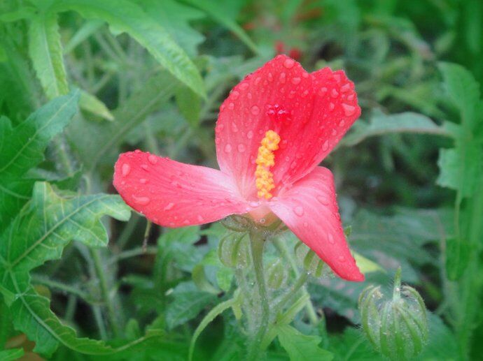 知道人参花怎么泡水喝吗（知道人参花怎么泡水喝吗图片）