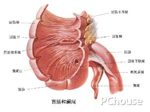 阑尾炎手术后的注意事项 阑尾炎手术后的注意事项和禁忌