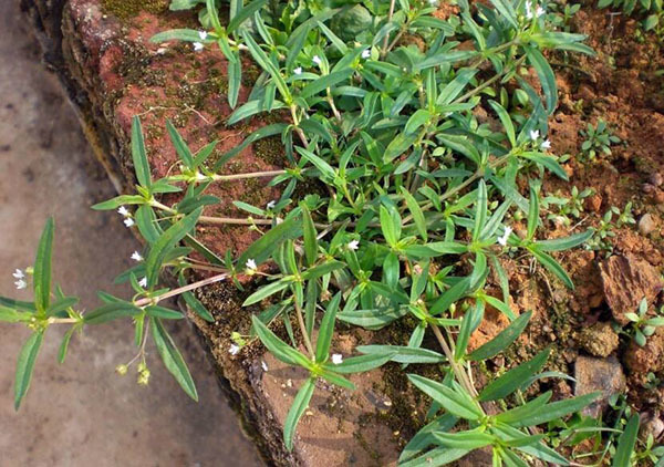 白花蛇草的功效与作用及食用方法 白花蛇草的功效与作用及食用方法图片