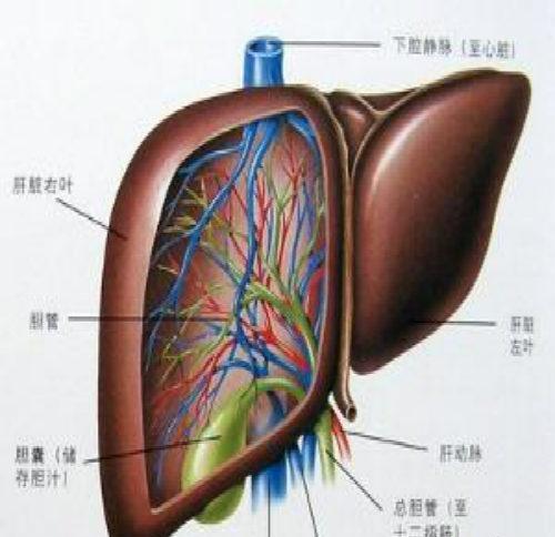 肝硬化传染吗（肝硬化传染吗在一起吃饭）