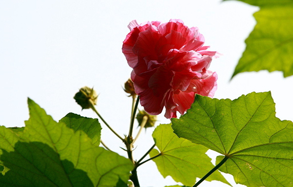 木芙蓉花的用途（木芙蓉花药用价值）