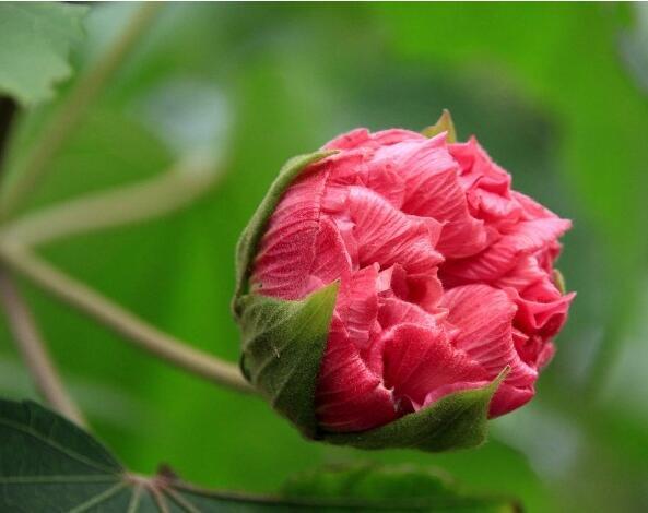 芙蓉花的养殖方法，太详细了！ 芙蓉花怎么养?芙蓉花的养殖方法?