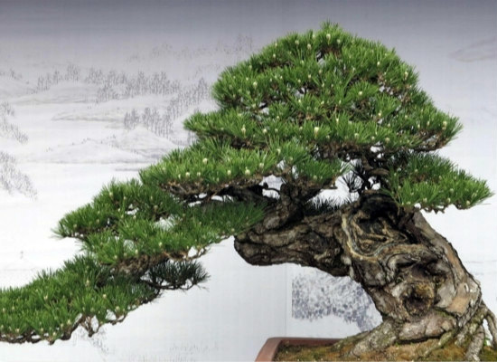 招财进宝树的养殖方法，你都造么（招财进宝树是什么树）